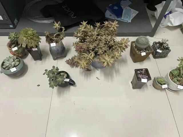 采花大盗落网了，为费县民警点赞