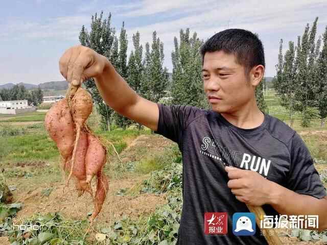 徐道锋：地窝里刨出“金疙瘩”要把地瓜美食功能开发到极致