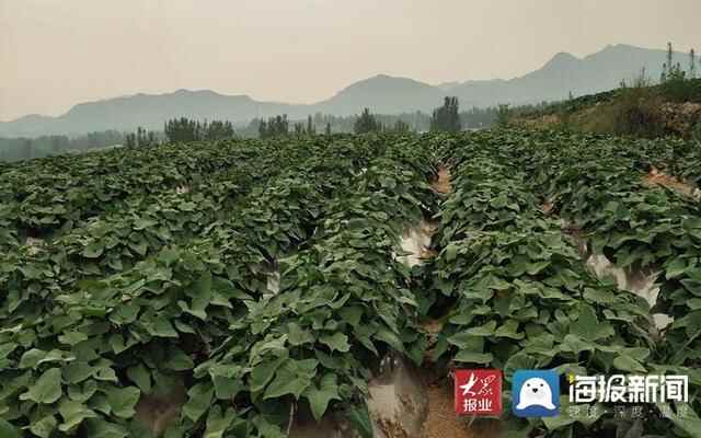 徐道锋：地窝里刨出“金疙瘩”要把地瓜美食功能开发到极致