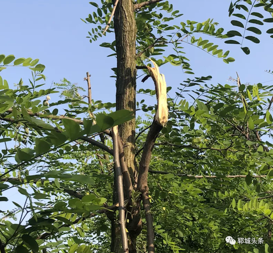 临沭爱吃槐花的人，注意了！再不看就晚了^^^