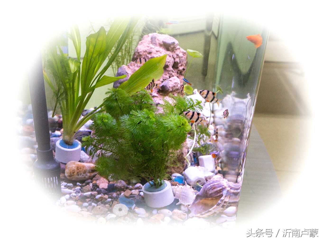 沂南美食故事之栗子炒鸡