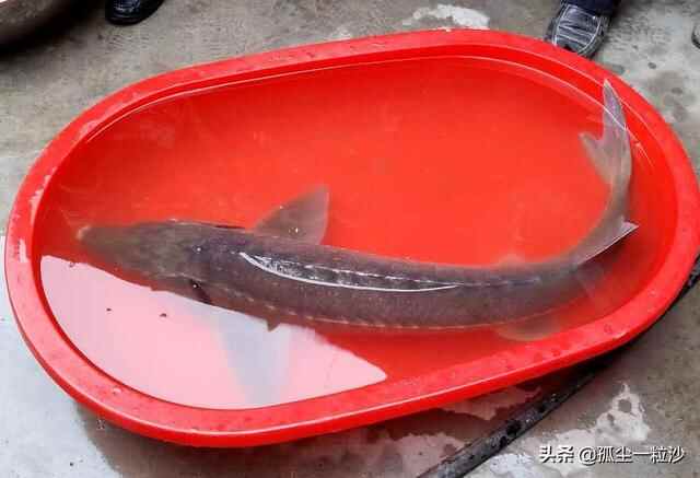 临沂沂水县15大美食集锦