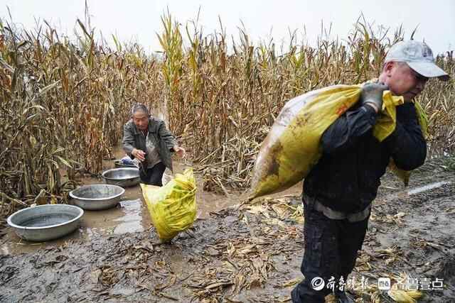 河道行洪叠加持续降雨，德州运河边村民冒雨抢收玉米