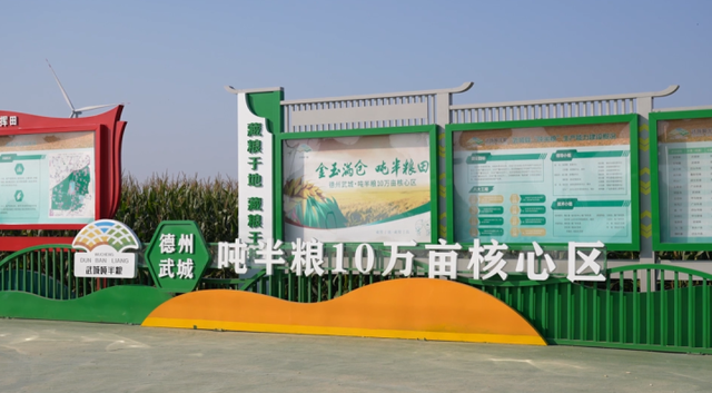 最高亩产987.79公斤！武城县“吨半粮”核心示范区玉米实打测产结果出炉