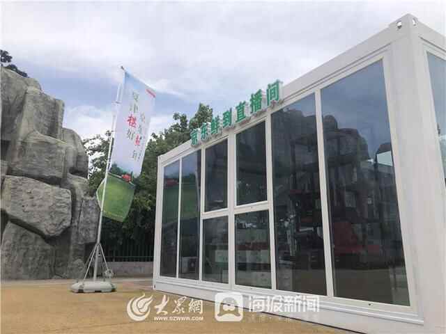夏津古桑树群变直播间 特色桑椹产业“触网”扬名气拓销路