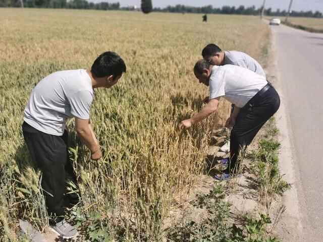 德州市宁津县长**镇人大：履职尽责做表率 秸秆禁烧显担当