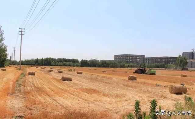 禹城市：秸秆变废为宝 综合利用率超96%