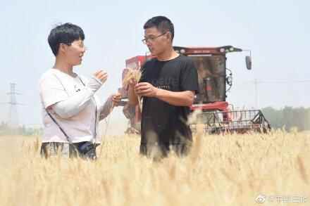 山东平原县88.6万亩小麦进入收割季