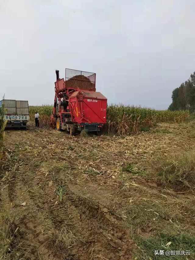 庆云县崔口镇：抓好抢收抢种，确保粮食颗粒归仓