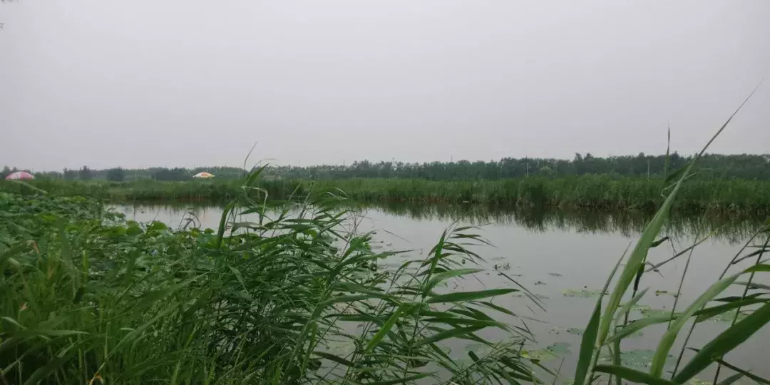 德州陵城开启夜场狂欢：第三届龙虾节嗨吃起来！