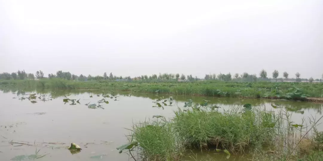 德州陵城开启夜场狂欢：第三届龙虾节嗨吃起来！