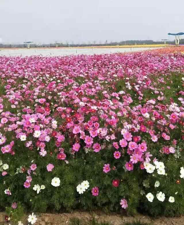 「德州旅游」山东景点推荐——齐河中国驿非遗小镇+济南海宁皮革城