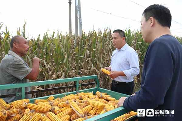 聊城冠县：党员干部田间排涝授技抢收 确保颗粒归仓