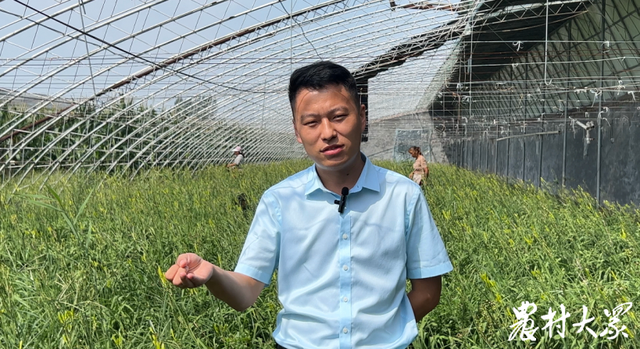 喜迎二十大·这十年看山东｜东昌府区黄花菜“出圈记”