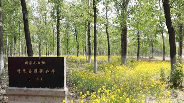 冠县，我的梦中情“陷”