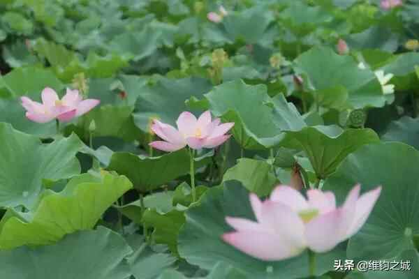 聊城市 茌平县(区)名称的由来和历史故事