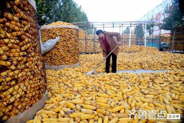 山东茌平：雨灾不减产，社区镶上黄金边