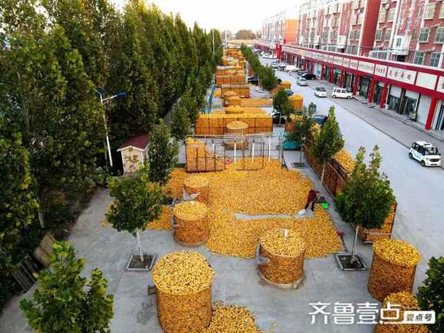 山东茌平：雨灾不减产，社区镶上黄金边