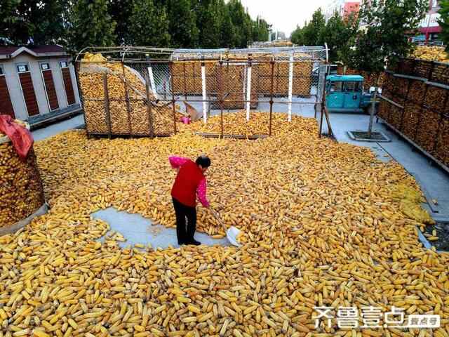 山东茌平：雨灾不减产，社区镶上黄金边