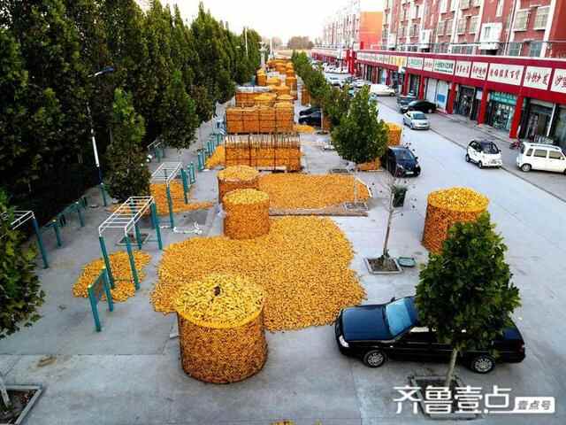 山东茌平：雨灾不减产，社区镶上黄金边