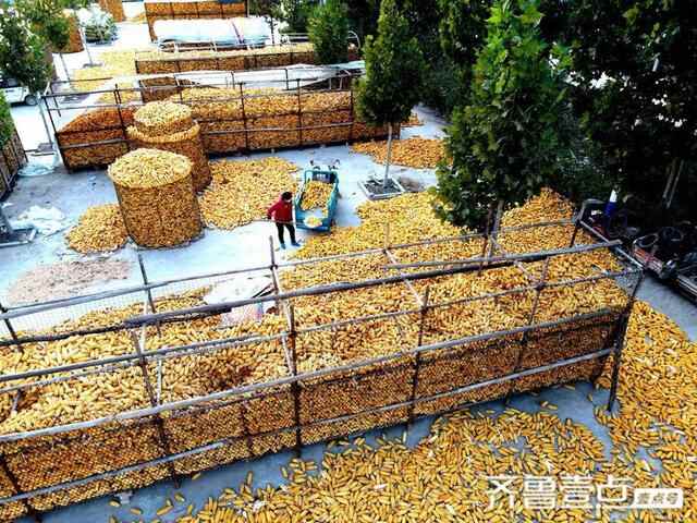 山东茌平：雨灾不减产，社区镶上黄金边