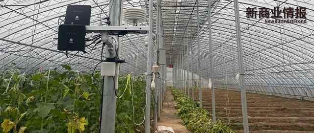 数据如何建设农业品牌，莘县和腾讯给出一种方案