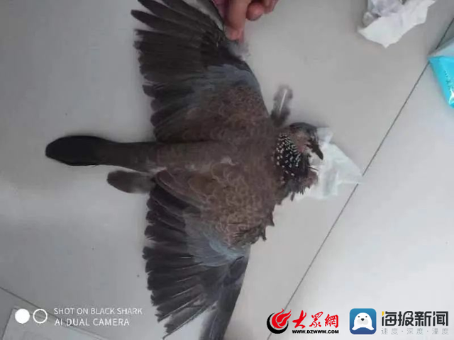 阳谷县公安局筑牢黄河流域生态保护安全大堤