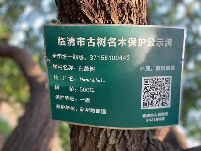临清农商银行：黄河故道的桑椹熟了