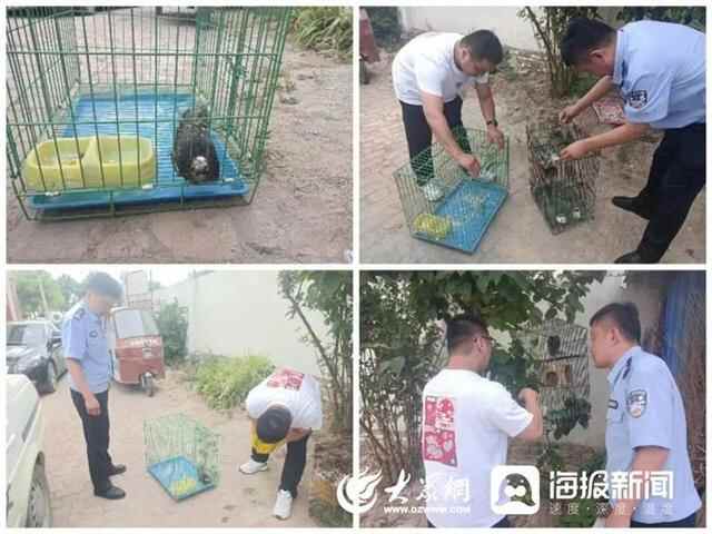 践行公安使命 守护黄河安澜丨珍稀！东阿警民联手救助的“鸽子”竟是国家二级保护动物