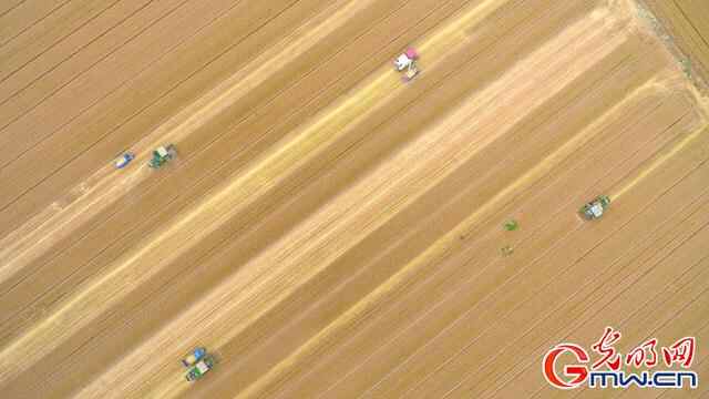 组图｜山东聊城：茌平83万亩小麦全面开机收割