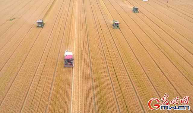 组图｜山东聊城：茌平83万亩小麦全面开机收割