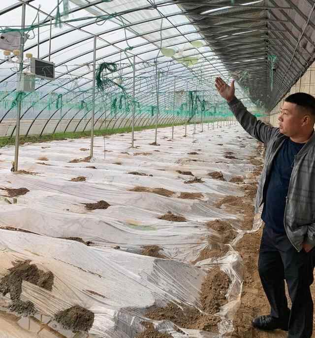 牵手腾讯，一个莘县西红柿的数字化之路