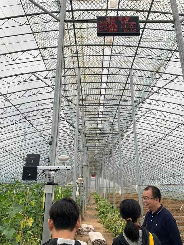 牵手腾讯，一个莘县西红柿的数字化之路