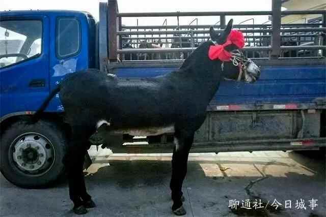 我还想去高唐