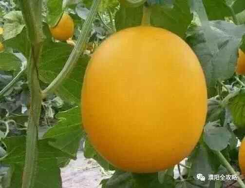 濮阳及周边地区有哪些好吃的好玩的？聊城莘县篇