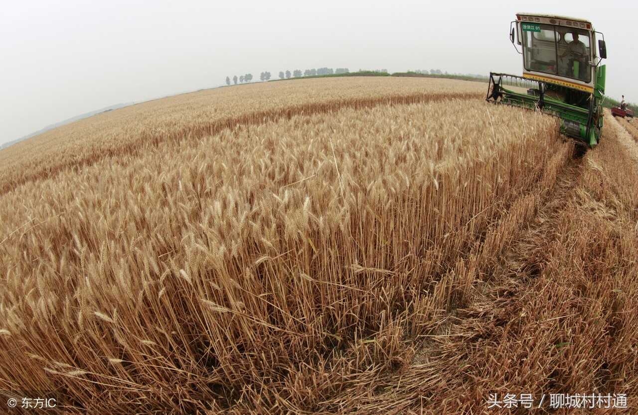 山东聊城：东阿20种特色盘点，国庆长假你都去了吗？