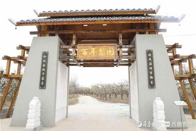 阳信县：梨花绽放时 笑迎四方客