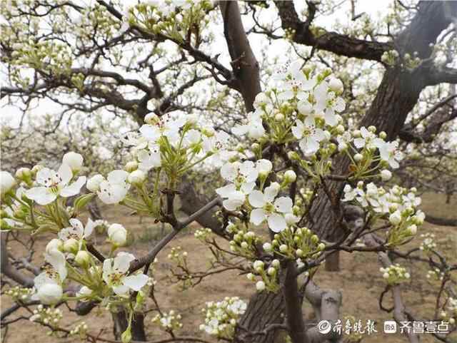 阳信县：梨花绽放时 笑迎四方客