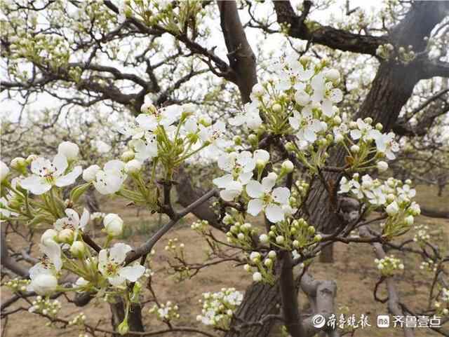 阳信县：梨花绽放时 笑迎四方客