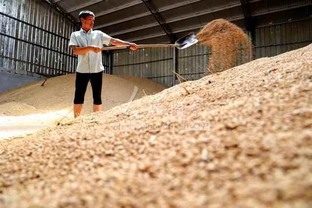 山东滨州：粮食收购加工忙