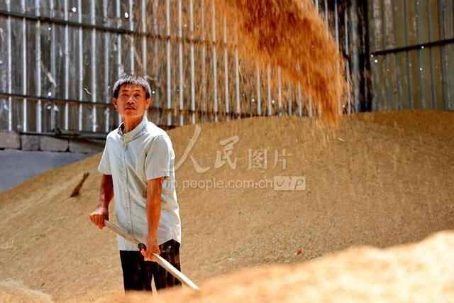 山东滨州：粮食收购加工忙