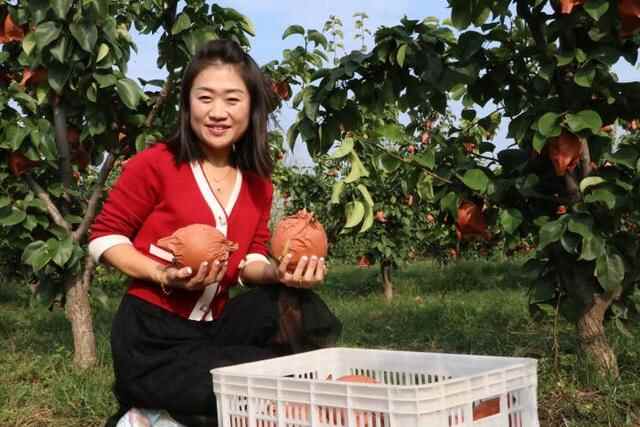 惠民县：梨香飘满园，采摘正当时