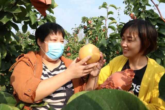 惠民县：梨香飘满园，采摘正当时