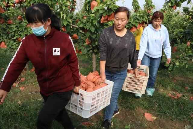 惠民县：梨香飘满园，采摘正当时