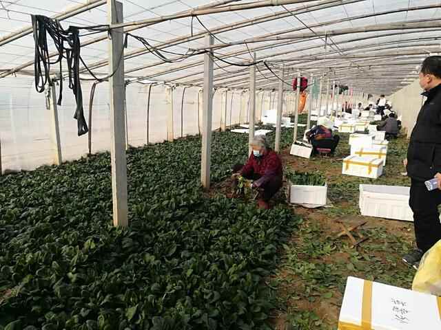 菠菜为何比肉贵？记者调查：滨州上千亩菠菜地积水！菠菜新种被淹，出苗困难，菜农恐...