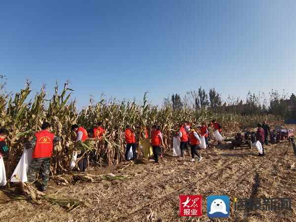 惠民县大年陈镇：志愿服务进农田 助力秋收暖民心