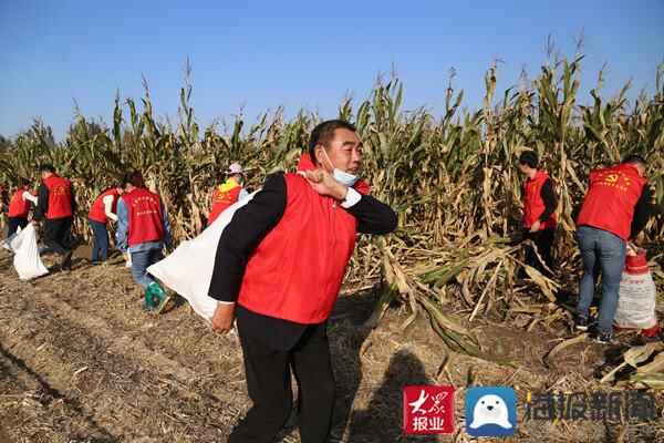 惠民县大年陈镇：志愿服务进农田 助力秋收暖民心