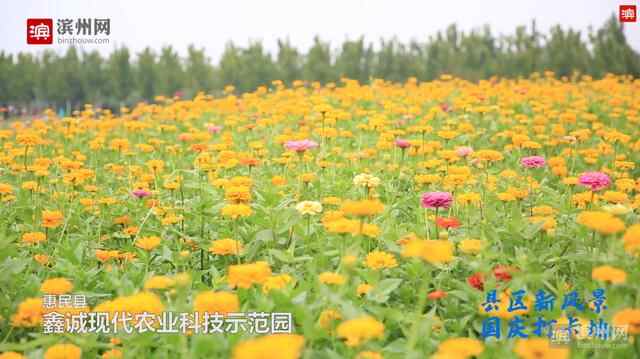 县区新风景国庆打卡地｜惠民县：古城古色，新景新貌