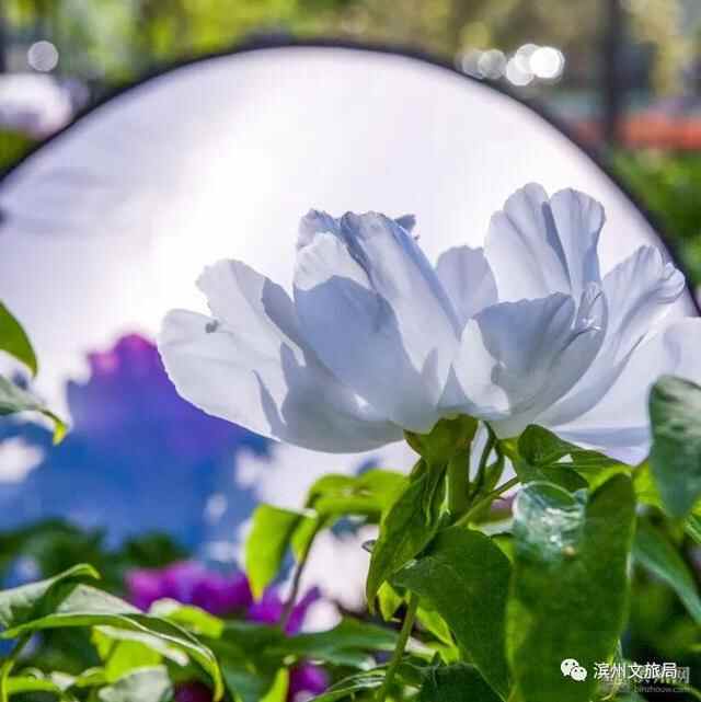 山东人游滨州 | 被花香萦绕的滨州，竟然这么美！