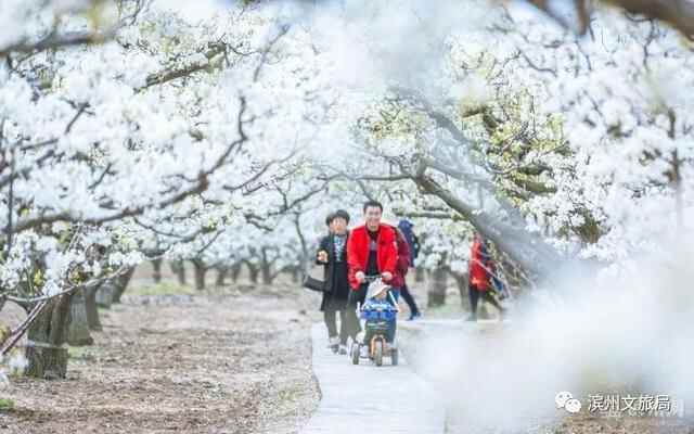 山东人游滨州 | 被花香萦绕的滨州，竟然这么美！